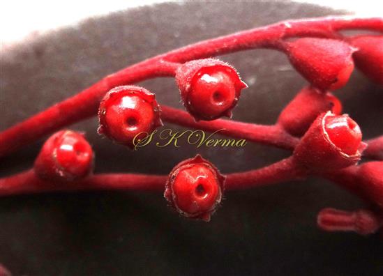  Young Fruits